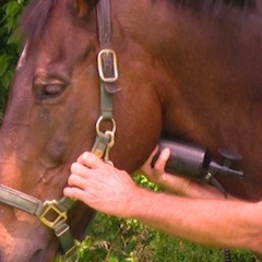 ŚWIAT WESTERNU - Niagara Equissage Pulse- Masaż koni