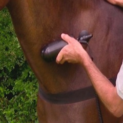 ŚWIAT WESTERNU - Niagara Equissage Pulse- Masaż koni