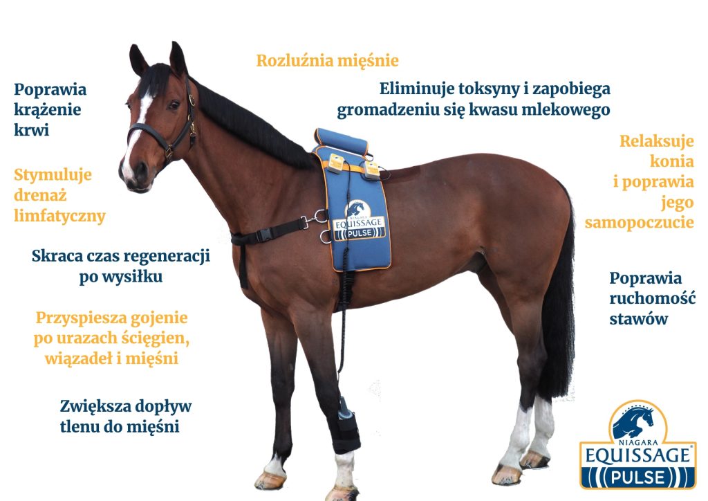 ŚWIAT WESTERNU -Niagara Equissage Pulse- Masaż koni | zalety