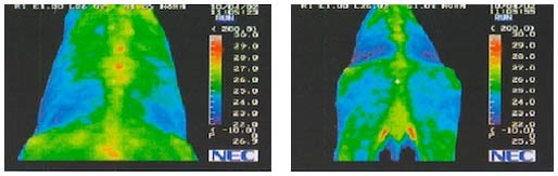 ŚWIAT WESTERNU - Niagara Equissage Pulse- Masaż koni