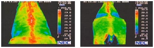 ŚWIAT WESTERNU - Niagara Equissage Pulse- Masaż koni