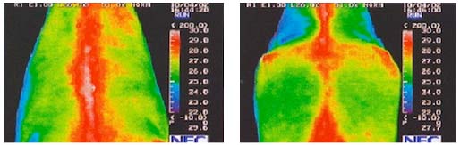 ŚWIAT WESTERNU - Niagara Equissage Pulse- Masaż koni
