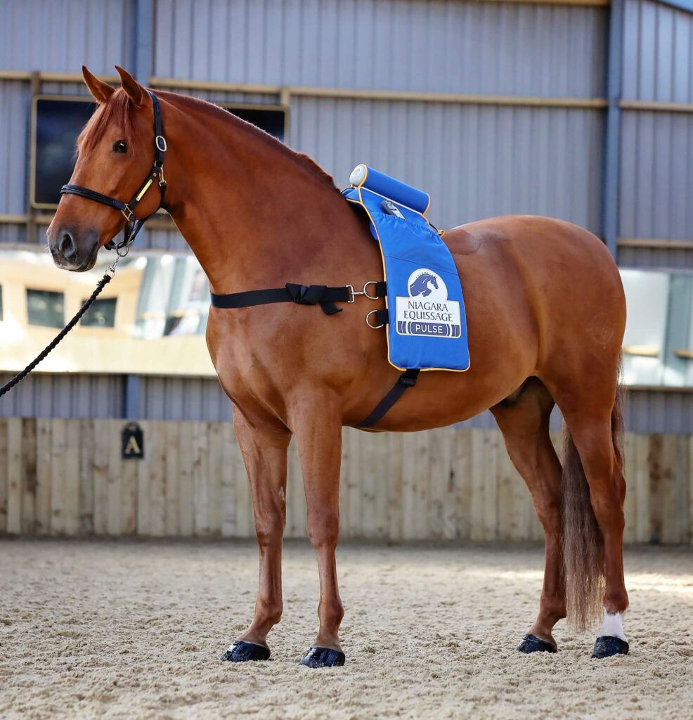 ŚWIAT WESTERNU -Niagara Equissage Pulse