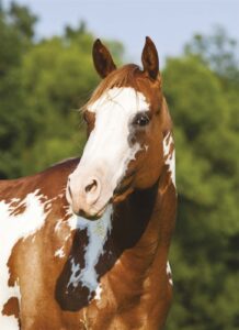 ŚWIAT WESTERNU- American Paint Horse