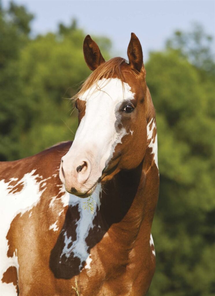 ŚWIAT WESTERNU- American Paint Horse
