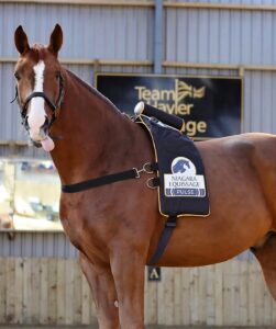 ŚWIAT WESTERNU- Masaż koni