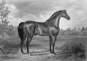 ŚWIAT WESTERNU-Sir Archy