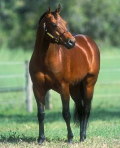 ŚWIAT WESTERNU- AMERICAN QUARTER HORSE
