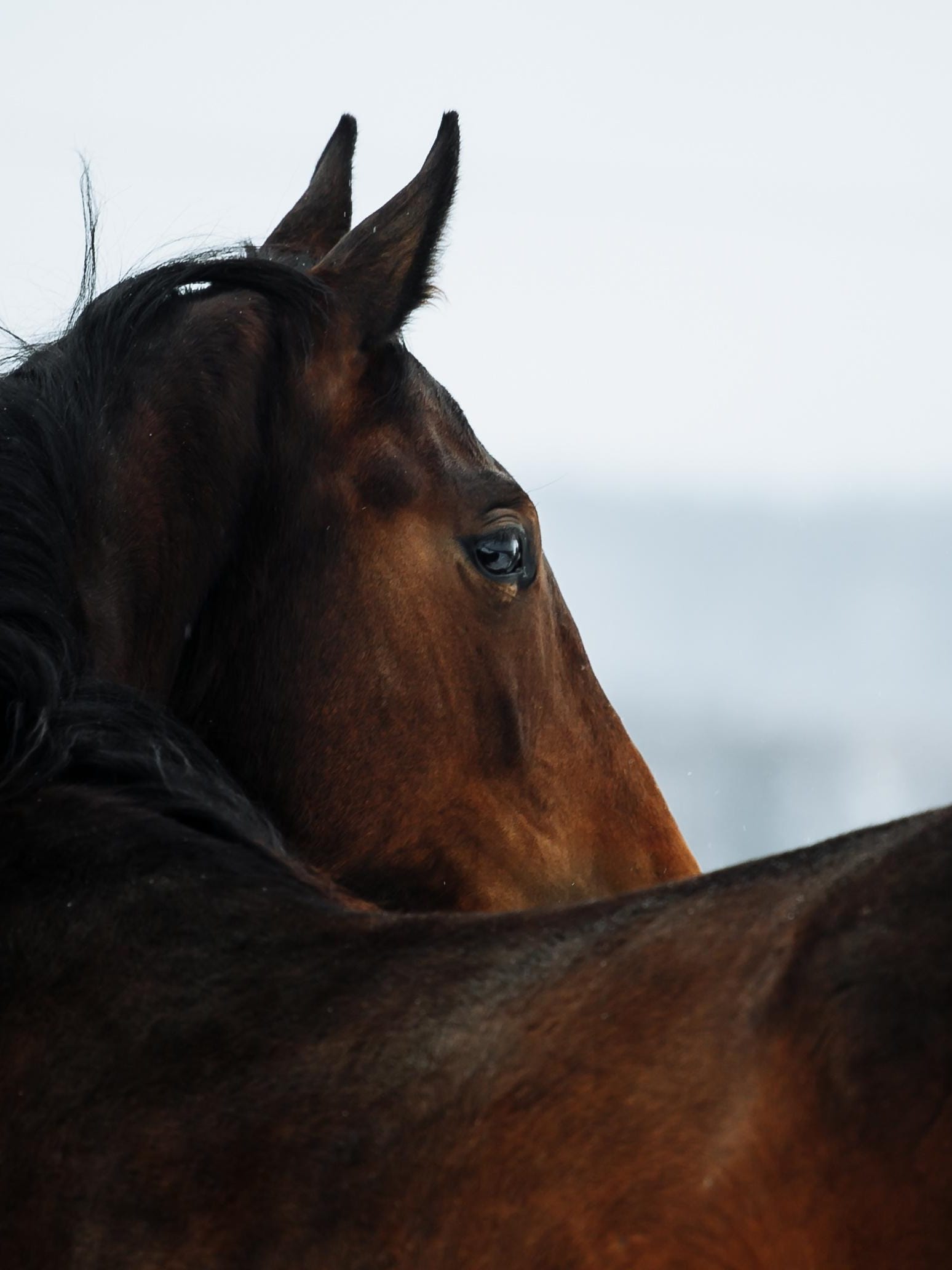 ŚWIAT WESTERNU- Ból grzbietu u koni