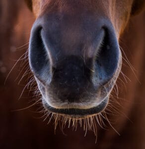 ŚWIAT WESTERNU- Astma u koni