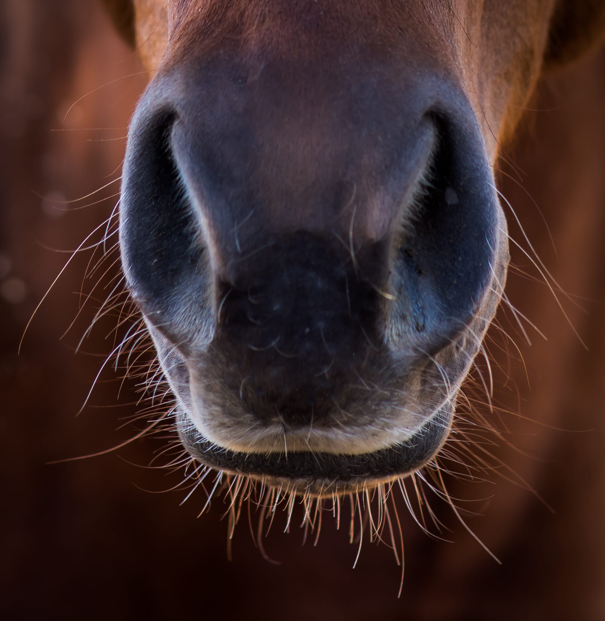 ŚWIAT WESTERNU- Astma u koni