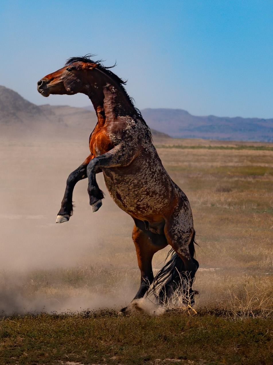 ŚWIAT WESTERNU- Mustang historia dzikiego konia: DUCHY PRERII