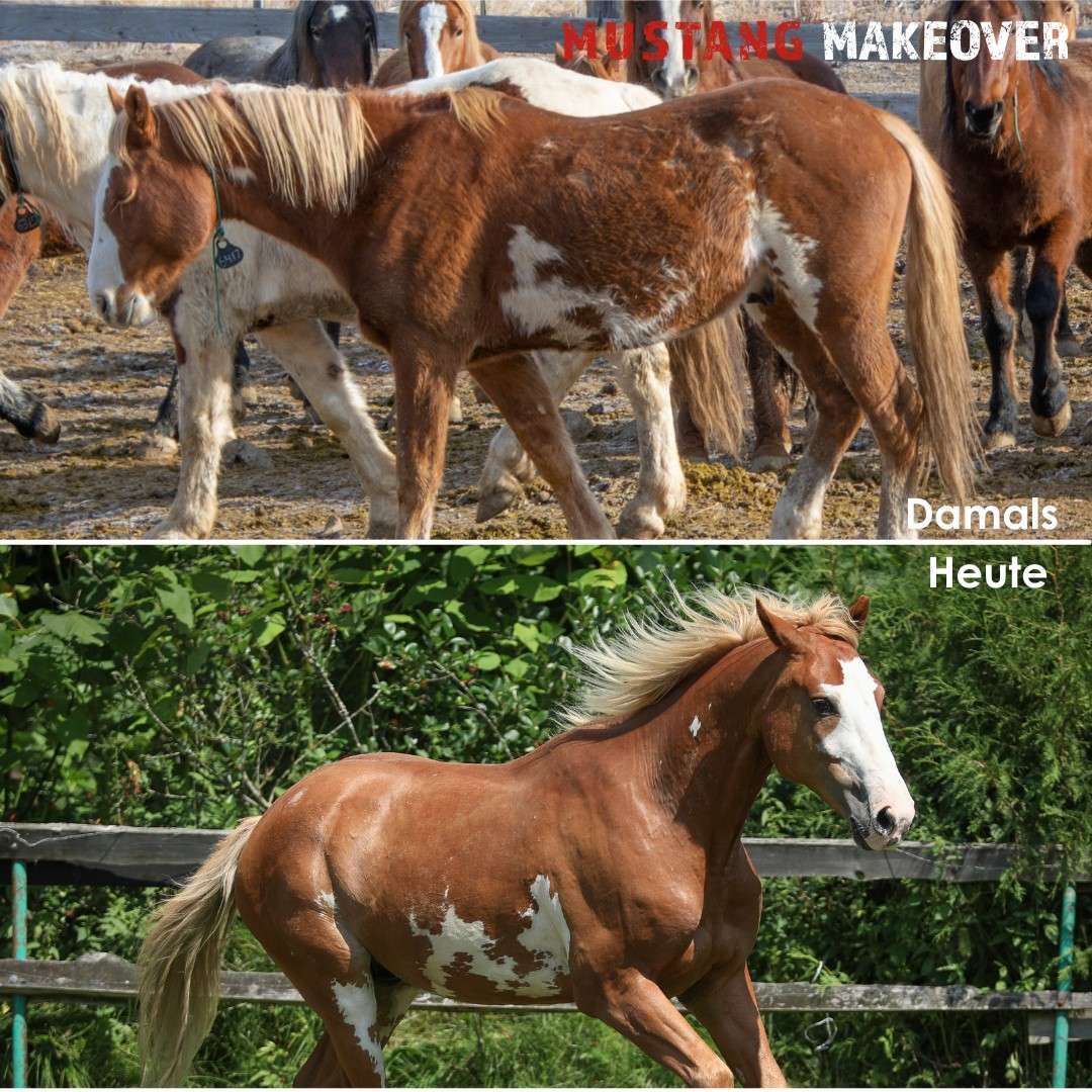 ŚWIAT WESTERNU- Mustang historia dzikiego konia: DUCHY PRERII