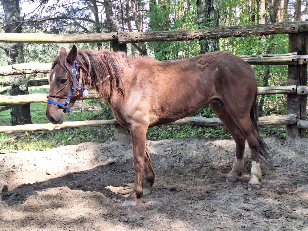 ŚWIAT WESTERNU- Mustang historia dzikiego konia: DUCHY PRERII