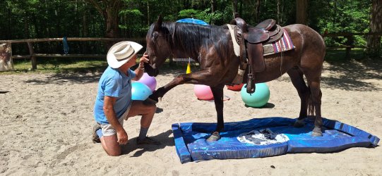 ŚWIAT WESTERNU- Mustang historia dzikiego konia: DUCHY PRERII